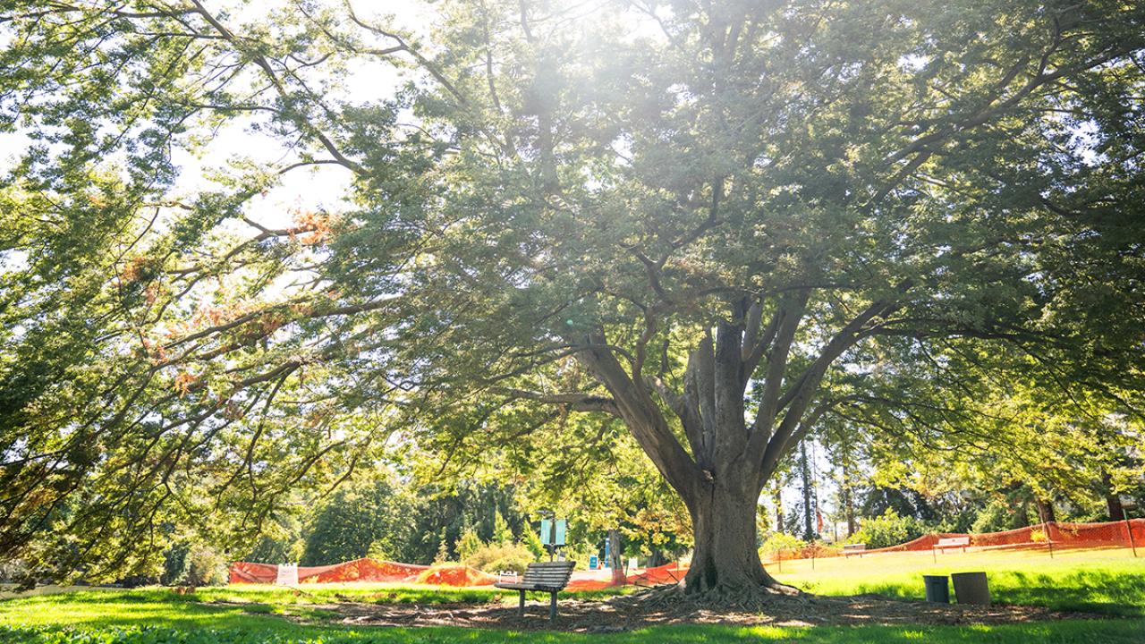 Crack Discovered in Trunk of Iconic Campus Tree | UC Davis